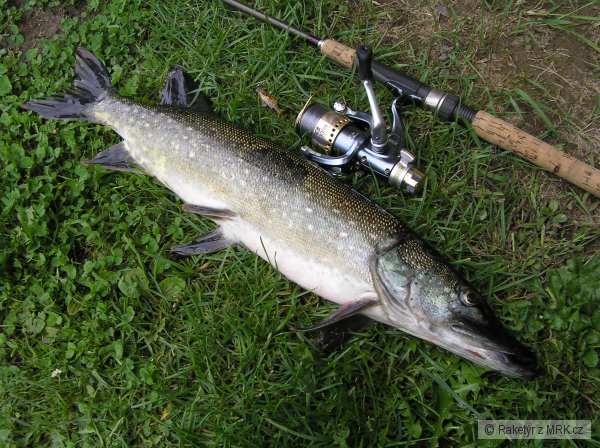 Esox lucius
