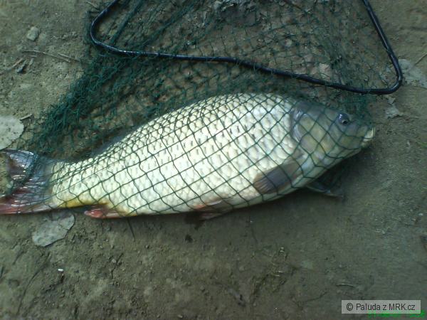 Prvn� kapr na feeder-S�zava 