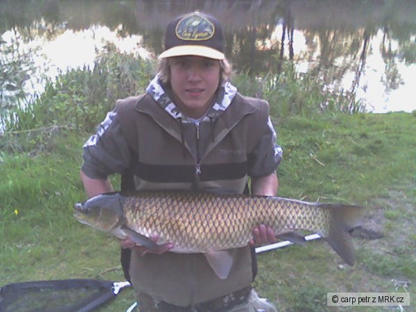 Amur b�l� - 90cm