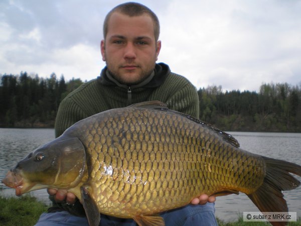 Kapr 62cm