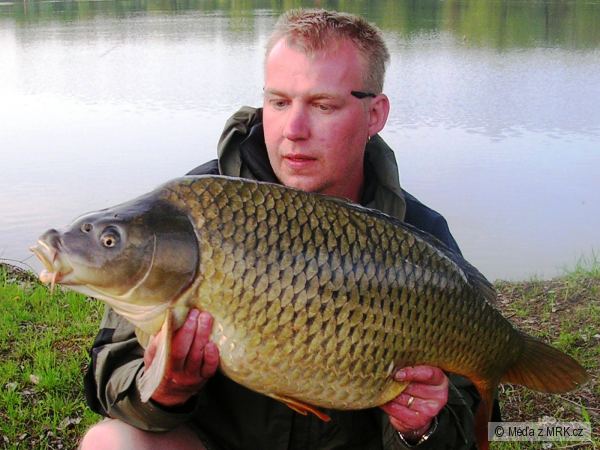 Koblov 2008