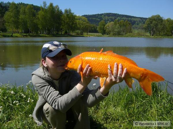 kapr koi
