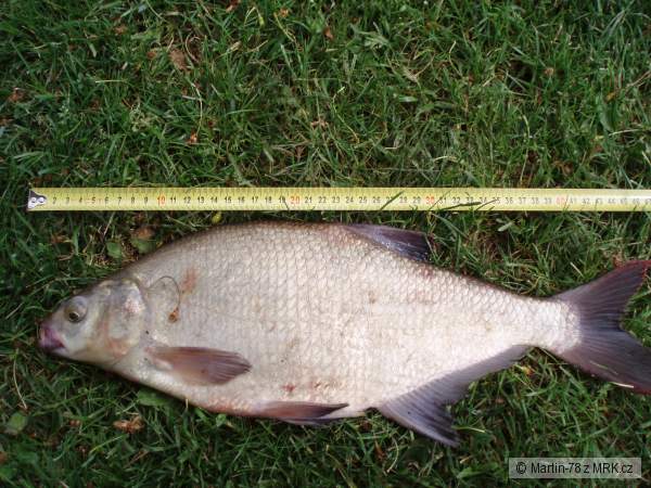 Cejn 47cm - 1,1kg