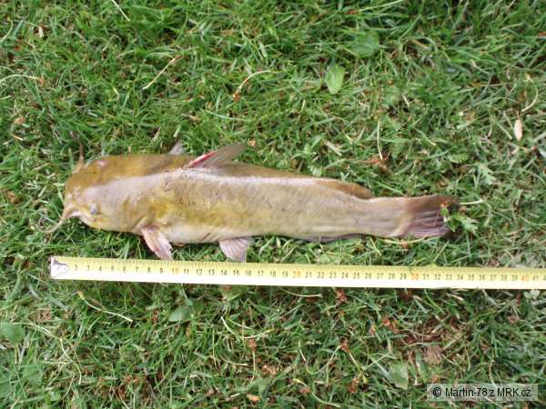 Sume�ek 34cm - 0,58kg