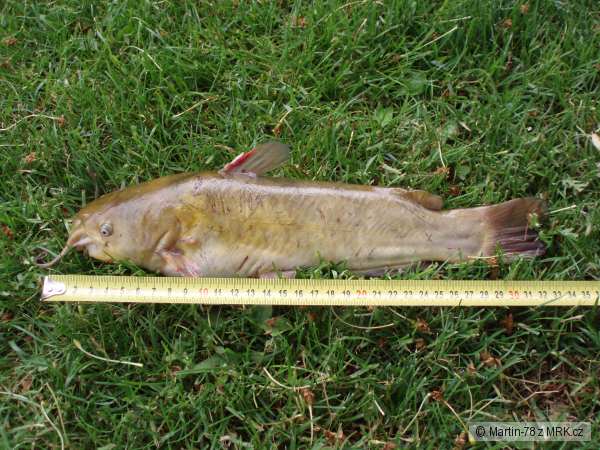Sume�ek 34cm - 0,58kg