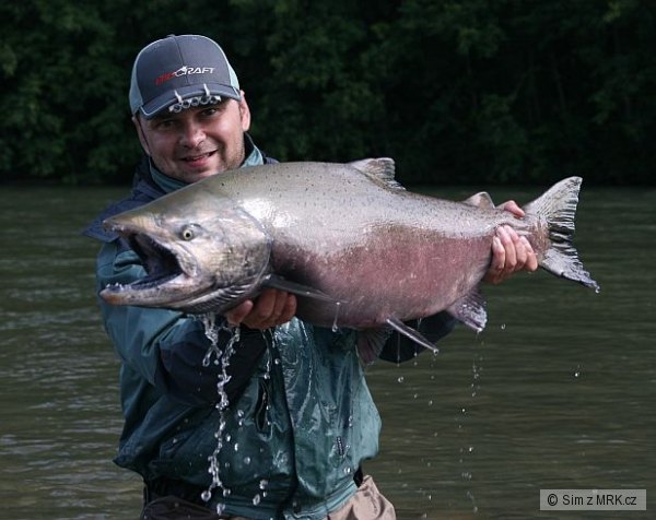 Losos Kr�lovsk� 16kg