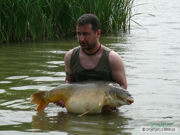 Palotas 2008, 17,5Kg