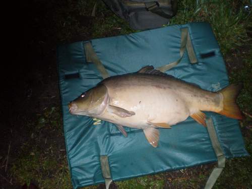 kapr lysec 75 cm 9 kg