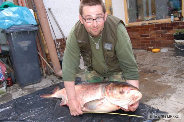 Tolstolobik 132,5 cm a 31,5 kg