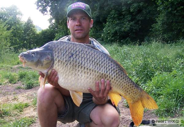 Kapr 12,5 kg