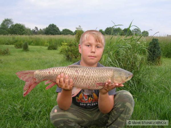 amur 63cm