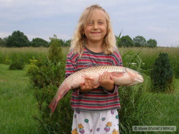 amur 63cm