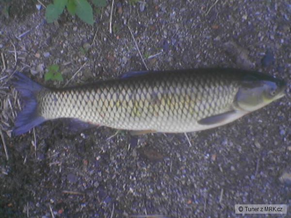 Amur b�l� 55cm (foceno mobilem)