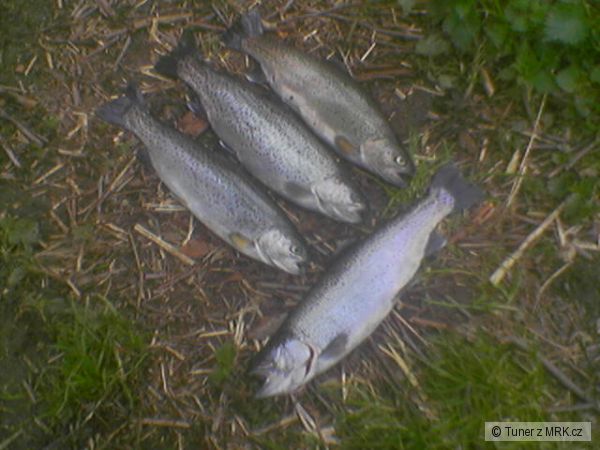 Duh�ci (foceno mobilem)