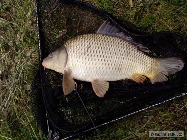 Poli�sk� kapr 2008 - kap��k
