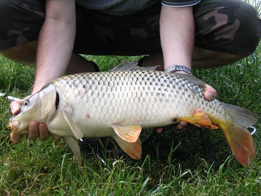 Kapr 63cm