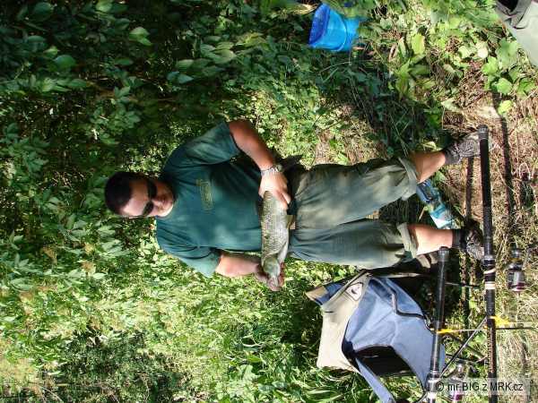 Bolen 62 cm