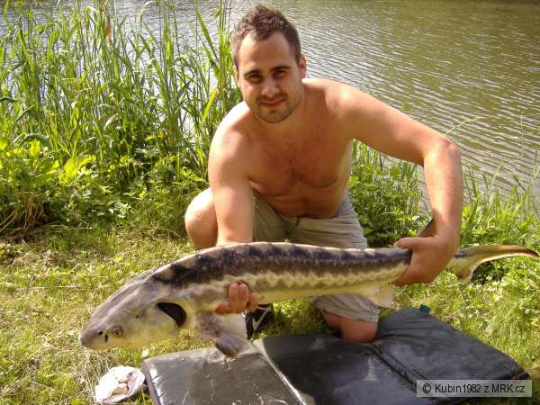 Jeseter 125 cm