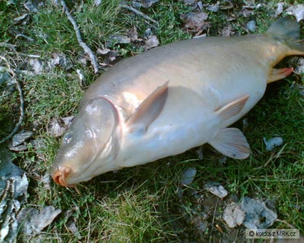 65cm