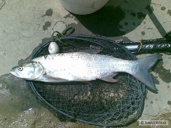 Bole� 53cm z Doma�e 