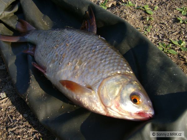 Plotice 40cm
