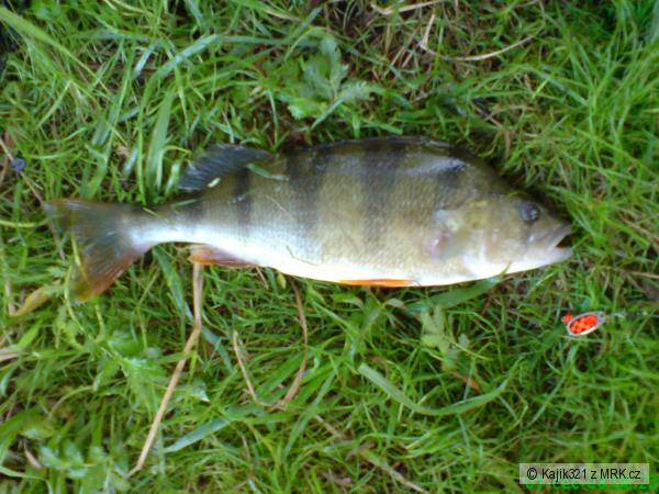 Okoun 37cm.