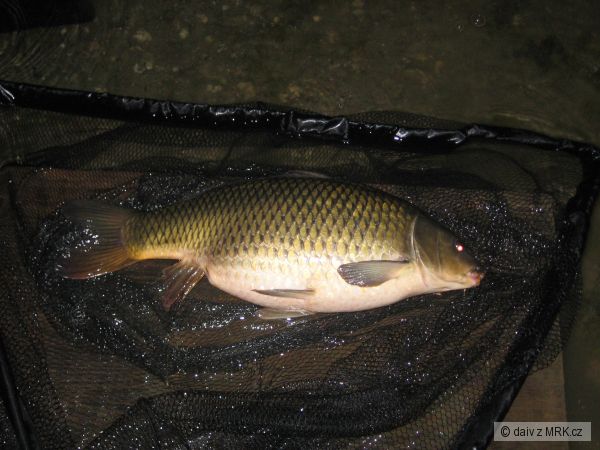 kapr 70cm na dombase