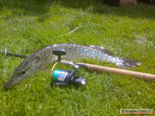 �tika 67cm