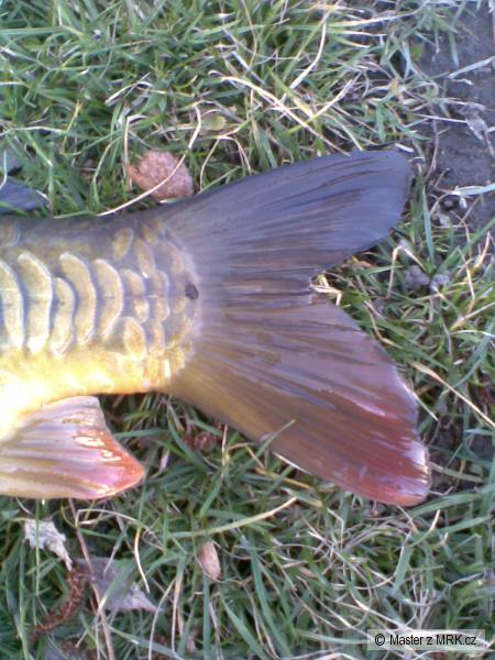 Kormidlo kapra 59cm