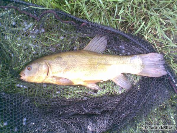 L�n 33cm