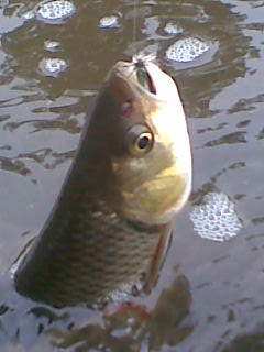 Mu�ky neee...
