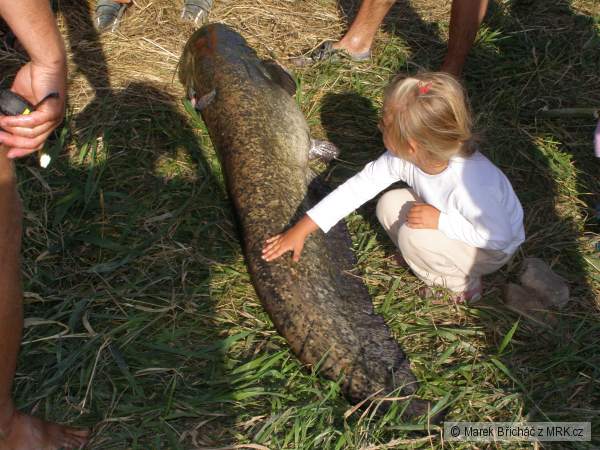 moje dcera ze sum�kem 147cm