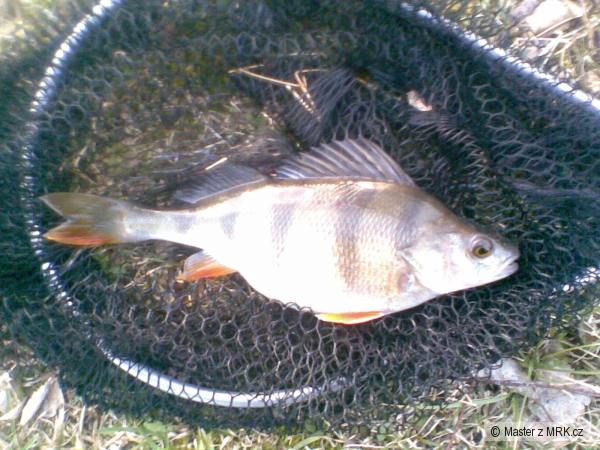 Tlus�ou�kej 25cm