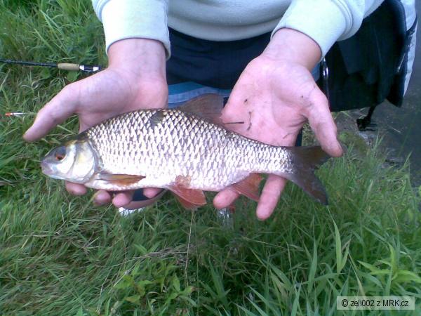 Plotice 33 cm