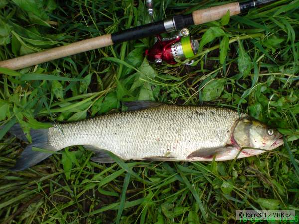 Bolen drav� 61cm.