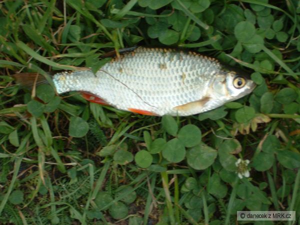 Vitovka