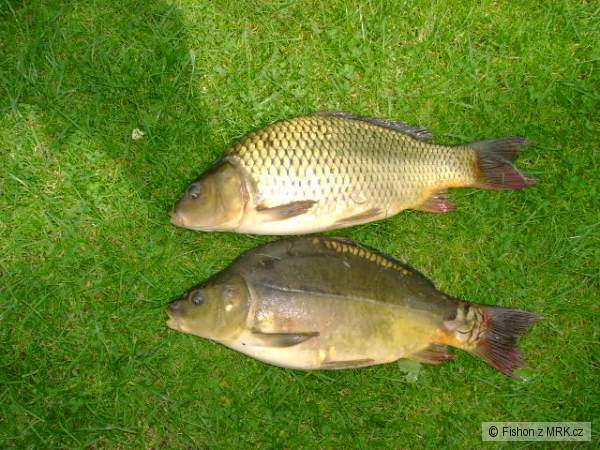 Kap�i z Hlu��nsk� �t�rkovny