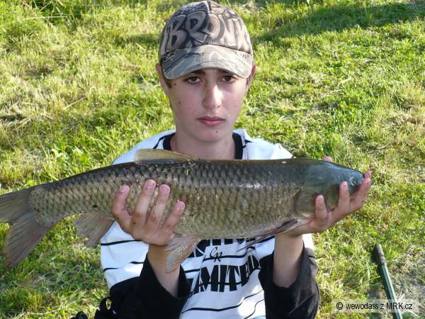 Amur 75cm