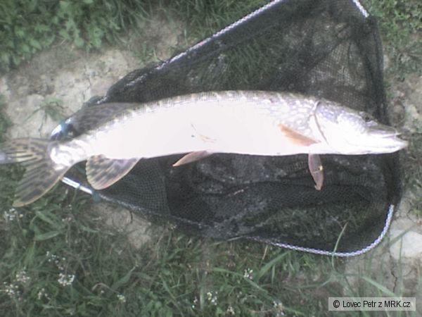 �tika 62cm..