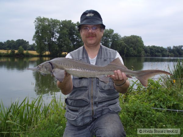 Jeseter sibi�sk� 88cm