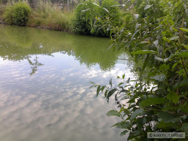 Pocoucovsk� rybn�k(okres T�eb��)