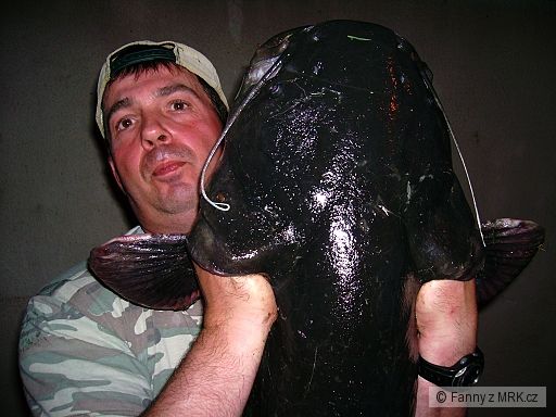 mastodont