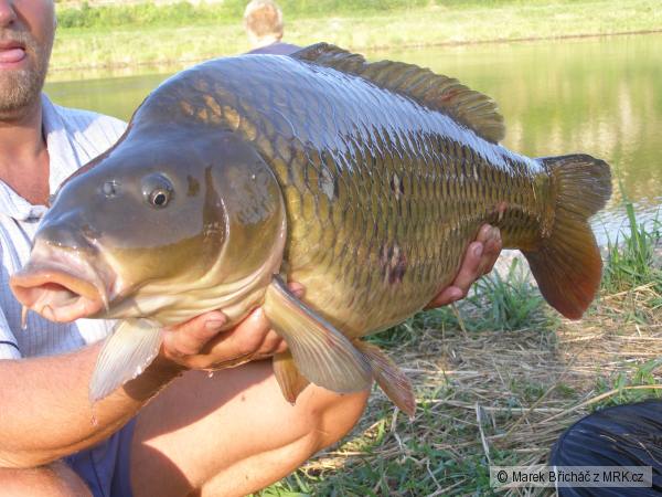 kapr 14 kg