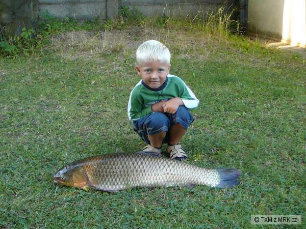 AMUR B�L� 86 CM