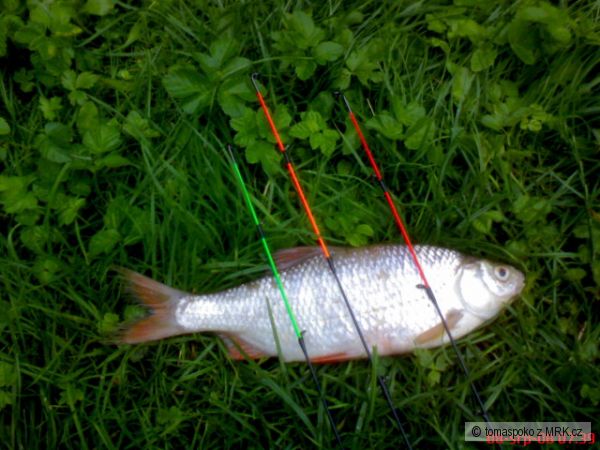 Plotice 30 cm na feeder
