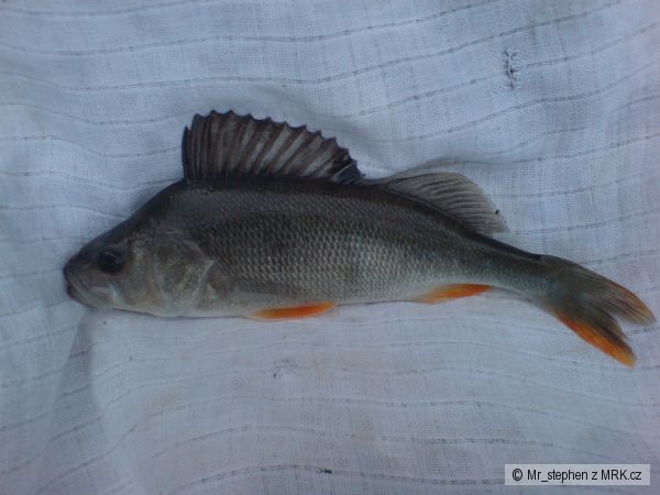 okounek
