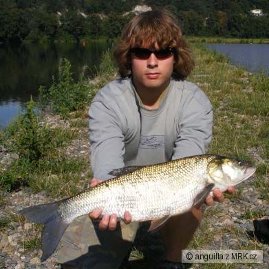 bolen drav� 70cm