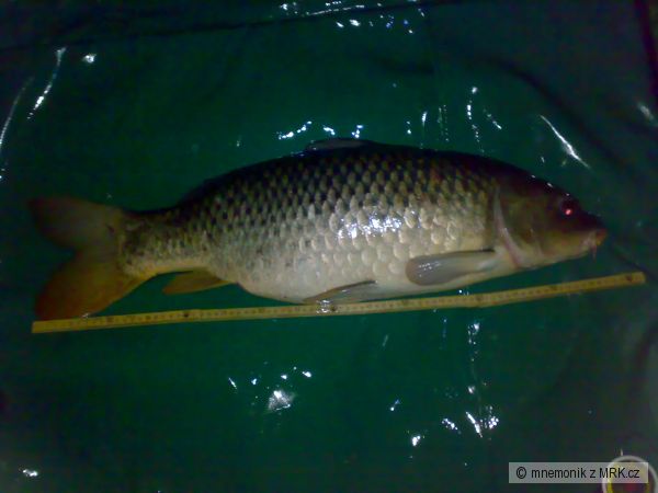 78 cm