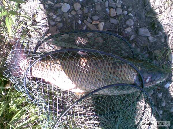 Amur B�l� 81cm
