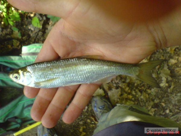ouklejka 16cm